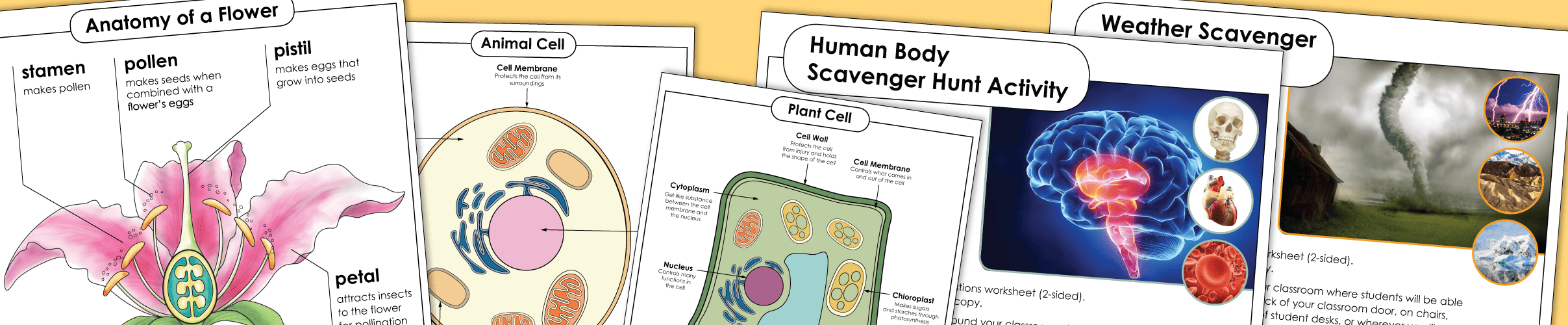 Science Worksheets 科学工作表