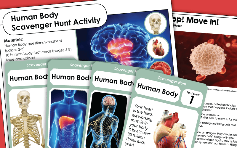 human body Worksheets 人体工作表